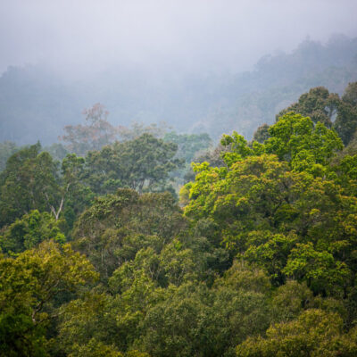 Gunung Halimun Salak