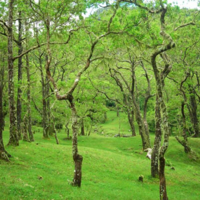 Jalur Pendakian Gunung Mutis