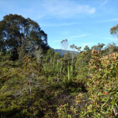 Jalur Pendakian Gunung Rorekatimbu