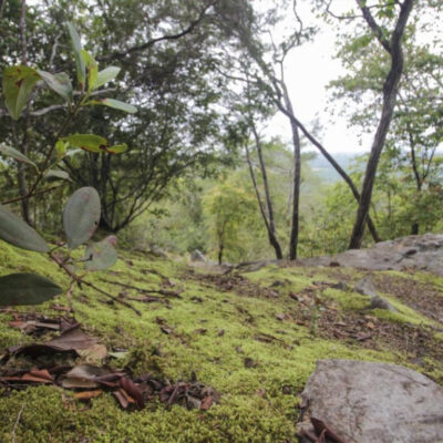 Jalur Pendakian Gunung Lumut