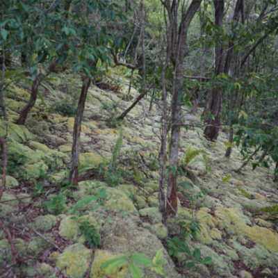Jalur Pendakian Gunung Lumut